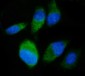 Anti-SND1 Antibody Picoband™ (monoclonal, 6G3B4)